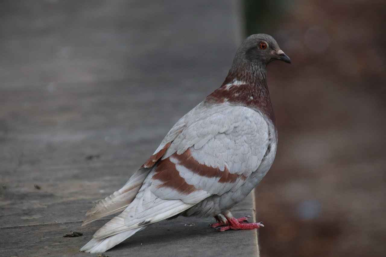 8. Geri Bildirim Alma
