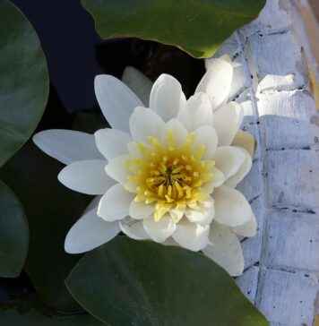 Basın Bülteni ile Dijital Pazarlama Kampanyalarını Güçlendirme Basın Bülteni ile Dijital Pazarlama Kampanyalarını Güçlendirme