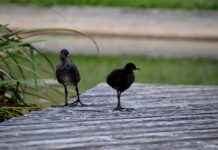 Basın Bülteni ile Hedef Kitleye Ulaşma Stratejileri Basın Bülteni ile Hedef Kitleye Ulaşma Stratejileri
