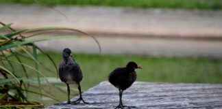 Basın Bülteni ile Hedef Kitleye Ulaşma Stratejileri Basın Bülteni ile Hedef Kitleye Ulaşma Stratejileri