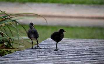 Basın Bülteni ile Hedef Kitleye Ulaşma Stratejileri Basın Bülteni ile Hedef Kitleye Ulaşma Stratejileri