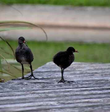 Basın Bülteni ile Hedef Kitleye Ulaşma Stratejileri Basın Bülteni ile Hedef Kitleye Ulaşma Stratejileri
