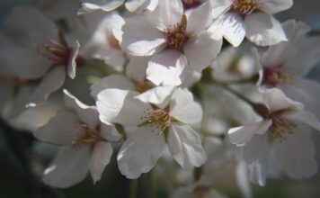 Basın Bülteni ile Sosyal Sorumluluk Projelerini Tanıtma Basın Bülteni ile Sosyal Sorumluluk Projelerini Tanıtma
