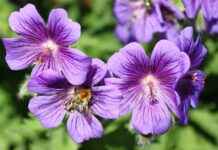 Çevre Dostu Şirketler İçin Yeşil Basın Bülteni Stratejileri Çevre Dostu Şirketler İçin Yeşil Basın Bülteni Stratejileri