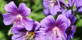 Çevre Dostu Şirketler İçin Yeşil Basın Bülteni Stratejileri Çevre Dostu Şirketler İçin Yeşil Basın Bülteni Stratejileri