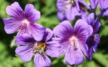 Çevre Dostu Şirketler İçin Yeşil Basın Bülteni Stratejileri Çevre Dostu Şirketler İçin Yeşil Basın Bülteni Stratejileri