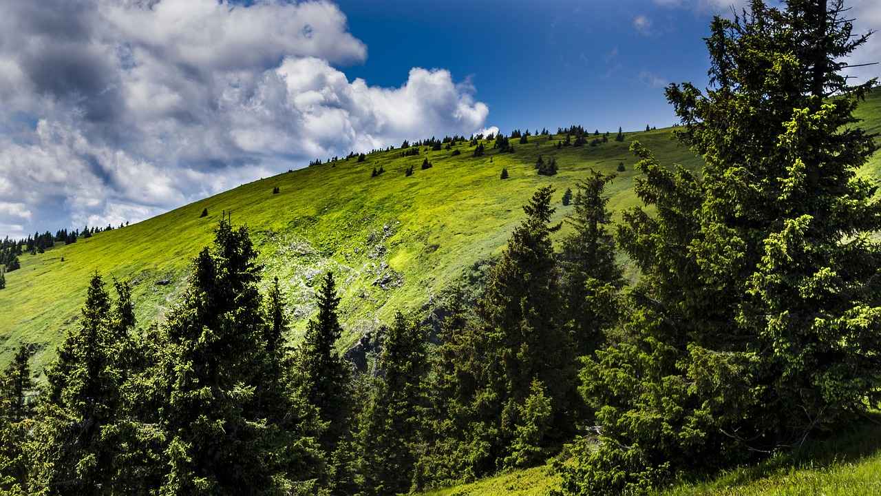 İçerik Oluşturma ve Tasarım