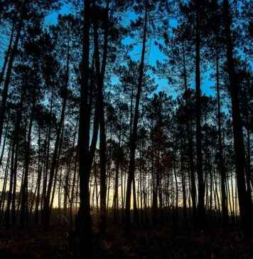 Etkili Bir Basın Bülteni İçin Zamanlama Stratejileri Etkili Bir Basın Bülteni İçin Zamanlama Stratejileri