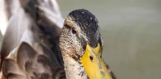 Kriz Anlarında Basın Bülteni Nasıl Hazırlanmalı? Kriz Anlarında Basın Bülteni Nasıl Hazırlanmalı?