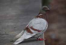 Rakiplerinizi Geride Bırakmak İçin Basın Bülteni Kullanımı Rakiplerinizi Geride Bırakmak İçin Basın Bülteni Kullanımı