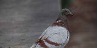 Rakiplerinizi Geride Bırakmak İçin Basın Bülteni Kullanımı Rakiplerinizi Geride Bırakmak İçin Basın Bülteni Kullanımı