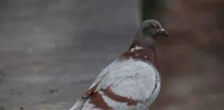 Rakiplerinizi Geride Bırakmak İçin Basın Bülteni Kullanımı Rakiplerinizi Geride Bırakmak İçin Basın Bülteni Kullanımı