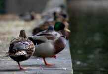 Şirketler İçin Profesyonel Basın Bülteni Hazırlama Rehberi Şirketler İçin Profesyonel Basın Bülteni Hazırlama Rehberi
