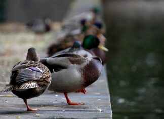 Şirketler İçin Profesyonel Basın Bülteni Hazırlama Rehberi Şirketler İçin Profesyonel Basın Bülteni Hazırlama Rehberi
