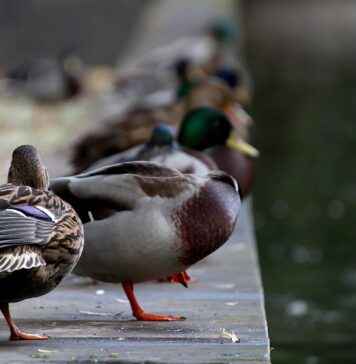 Şirketler İçin Profesyonel Basın Bülteni Hazırlama Rehberi Şirketler İçin Profesyonel Basın Bülteni Hazırlama Rehberi