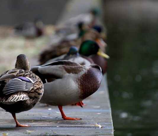 Şirketler İçin Profesyonel Basın Bülteni Hazırlama Rehberi Şirketler İçin Profesyonel Basın Bülteni Hazırlama Rehberi